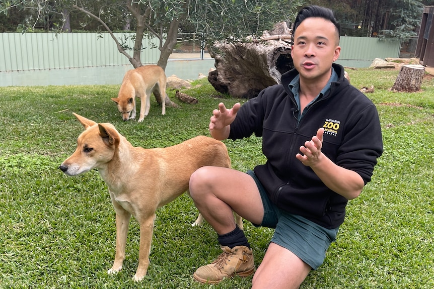 A man  explains something to an audience next to a dingo