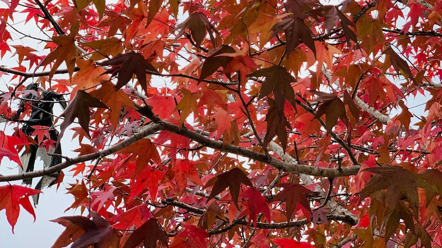 A tree covered in red autumn leaves in front of a grey sky.