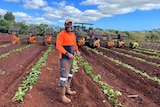 A ni-Vanuatu man in his 40s, wearing high-vis, standing in a field, while a row of workers plant sweet potatoes behind him.