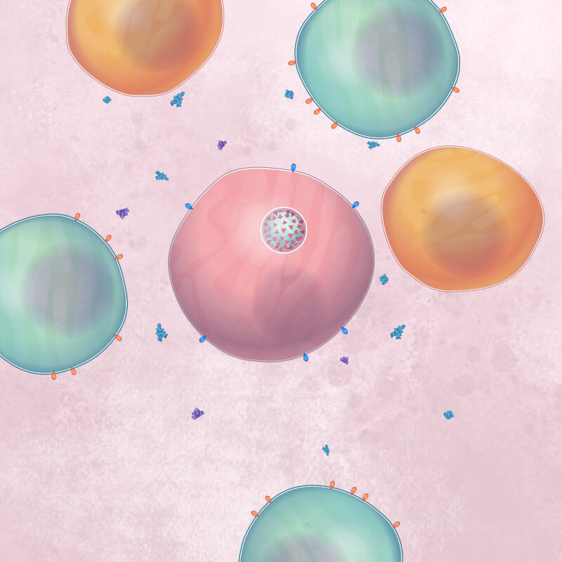 A coronavirus-infected cell is surrounded by green T cells and orange B cells, and different cytokine chemical messengers.