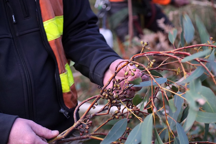 A man holds a fresh twig with seed capsules.