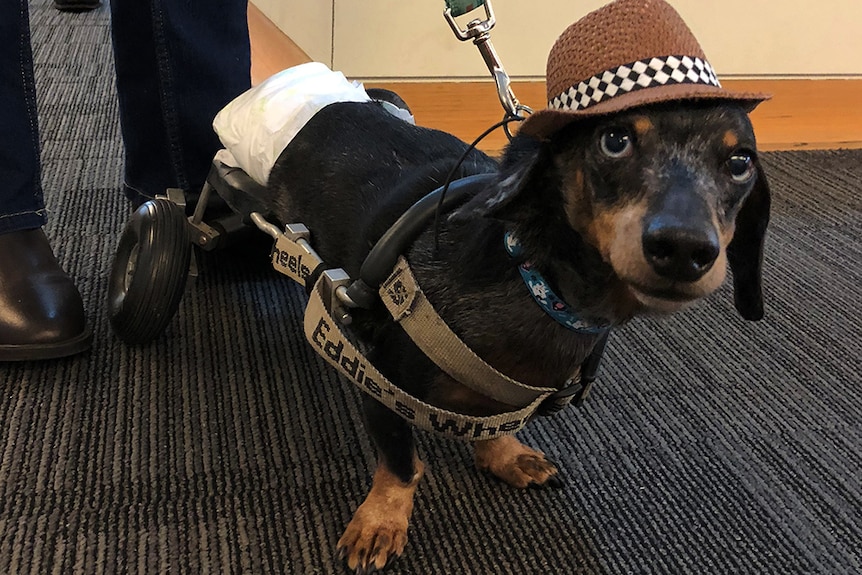 A wheelchair-bound black and brown Dachshund on a lead, wearing a diaper.