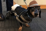 A wheelchair-bound black and brown Dachshund on a lead, wearing a diaper.
