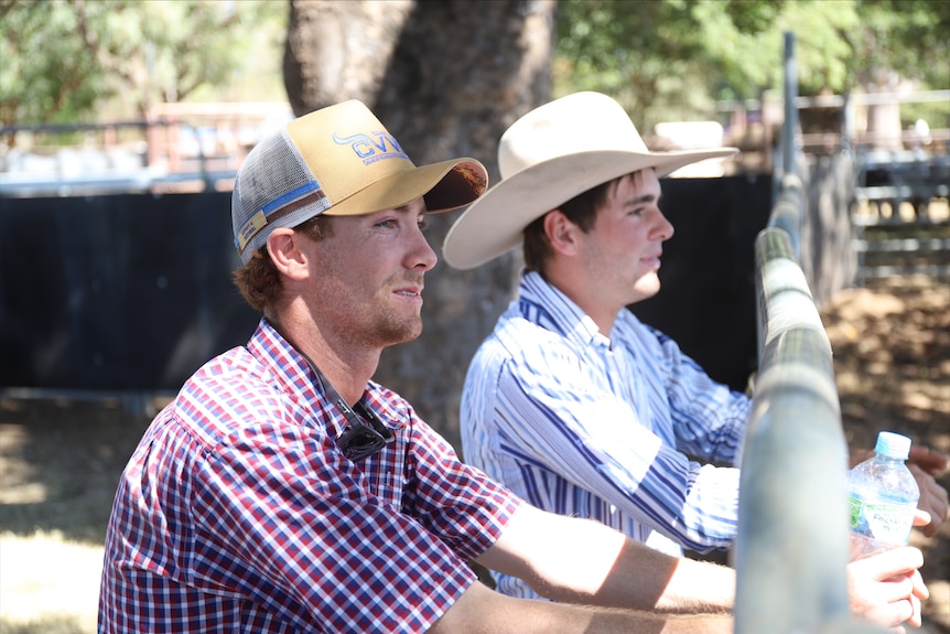 Two men look through cattle rails.