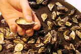 Tasmanian juvenile Pacific Oysters