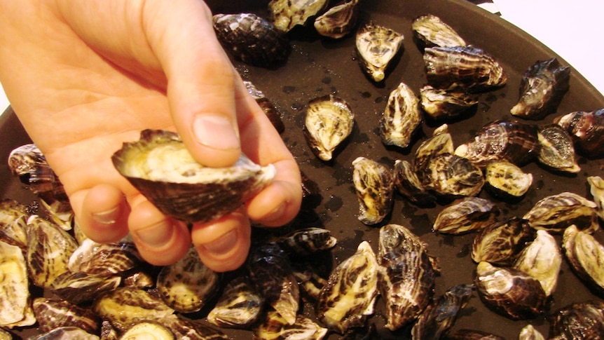 New breed of oyster fighting fit in Port Stephens