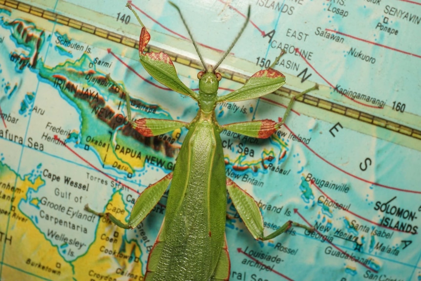 A bright green leaf insect sits on a map.