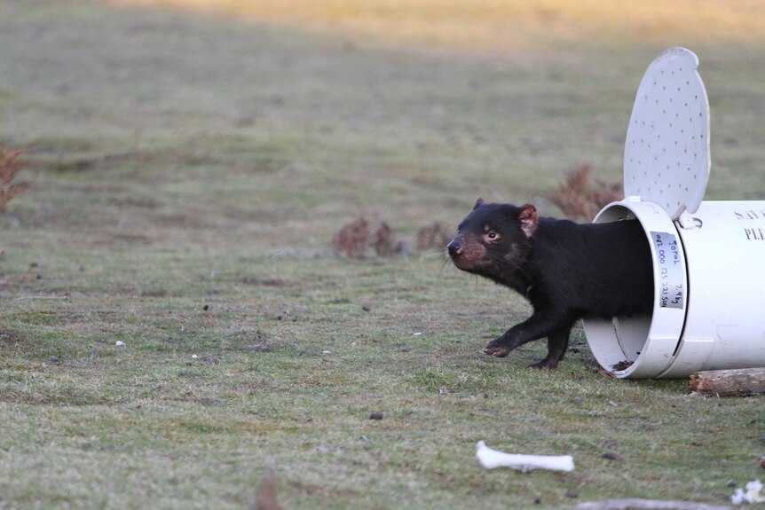 A captive bred Tasmanian devil looks around after leaving a release container.