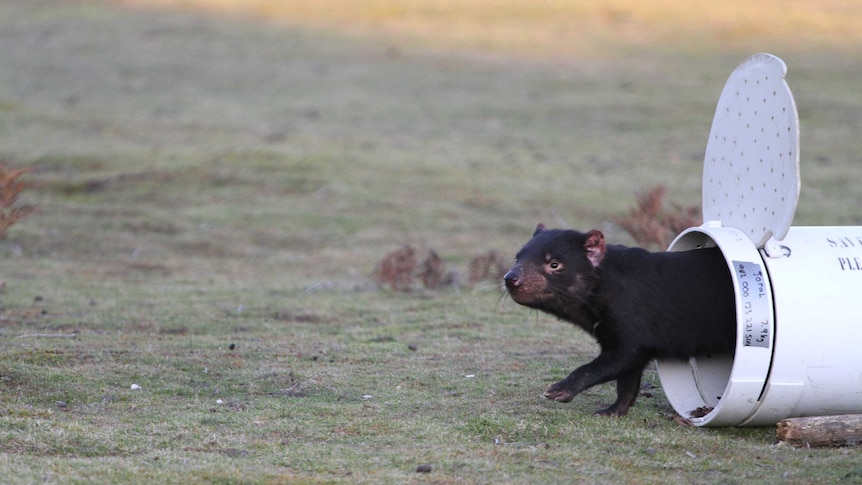 A captive bred Tasmanian devil looks around after leaving a release container.