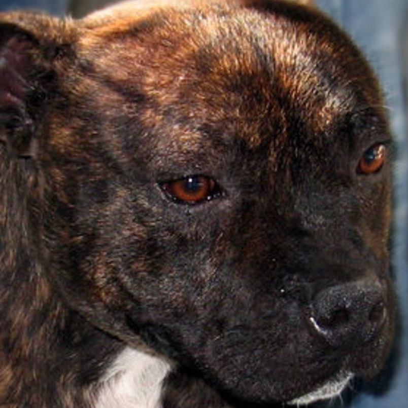 The staffordshire bull terriers are expected to be put down today.