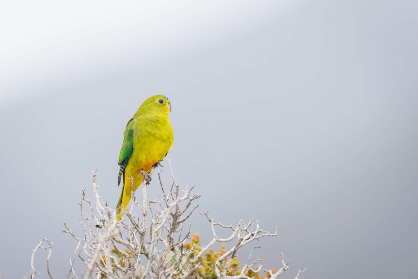 A female orange-bellied parrot on a branch