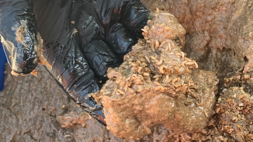 Maggots and sludge in a container 