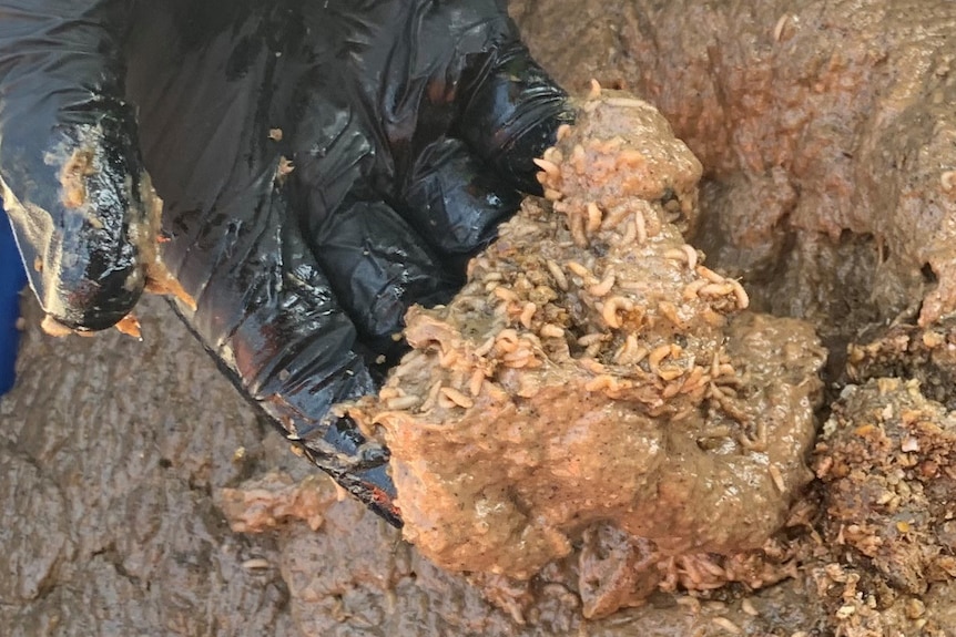 Maggots and sludge in a container 