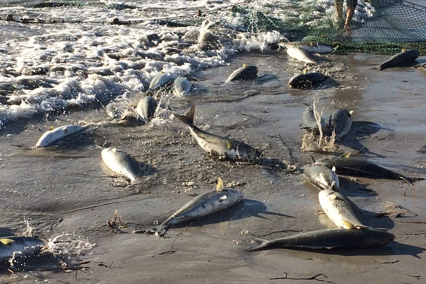 Salmon flail on Parry Beach in WA