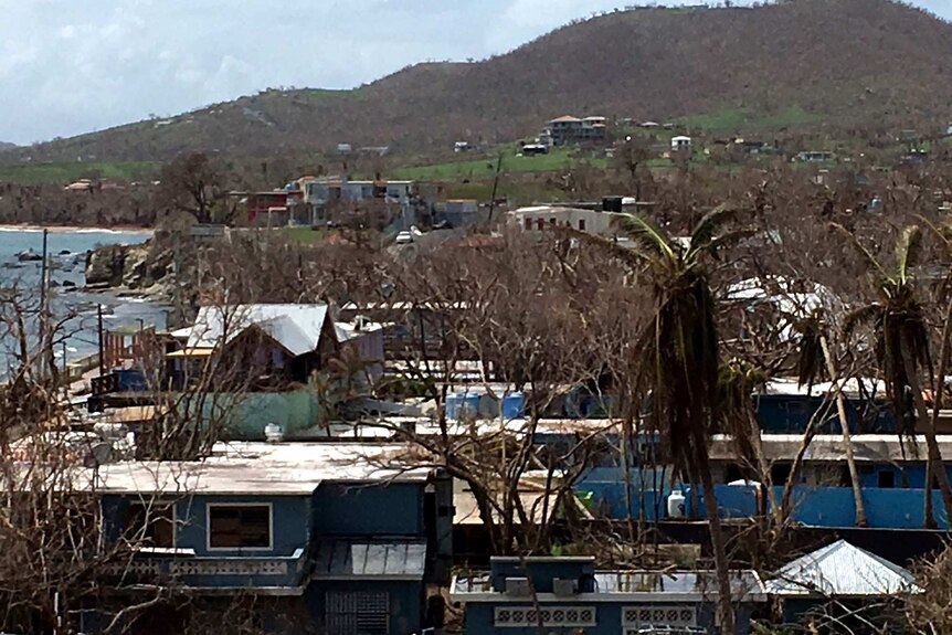 Damaged trees and buildings on Vieques