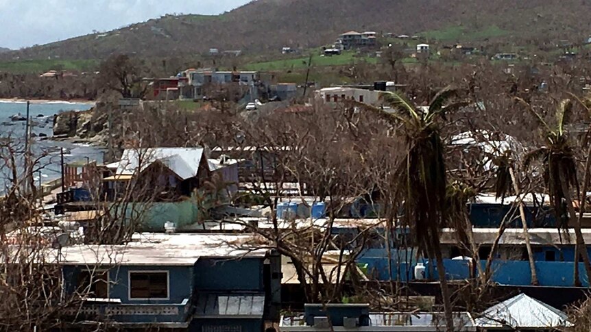 Damaged trees and buildings on Vieques