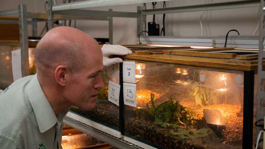 Michael McFadden, fauna supervisor at Taronga Zoo, inspects an enclosure of blue-tailed skinks.