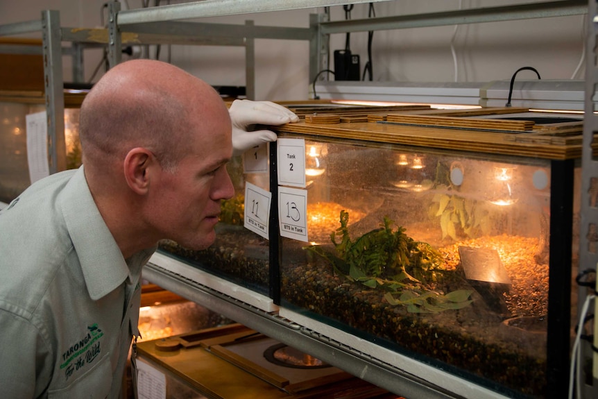 Michael McFadden, fauna supervisor at Taronga Zoo, inspects an enclosure of blue-tailed skinks.