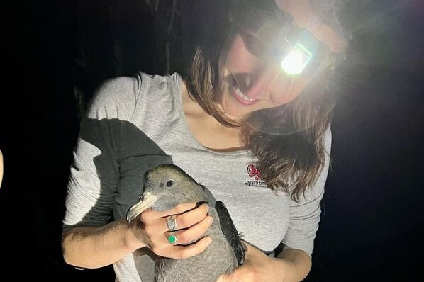 Woman with head torch holds a grey seabird .
