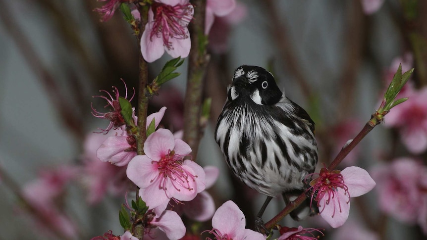 New Holland honeyeater in blossoms
