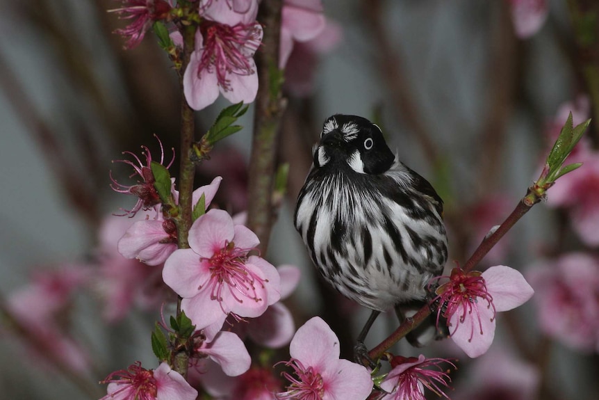 New Holland honeyeater in blossoms