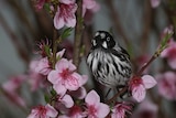 New Holland honeyeater in blossoms