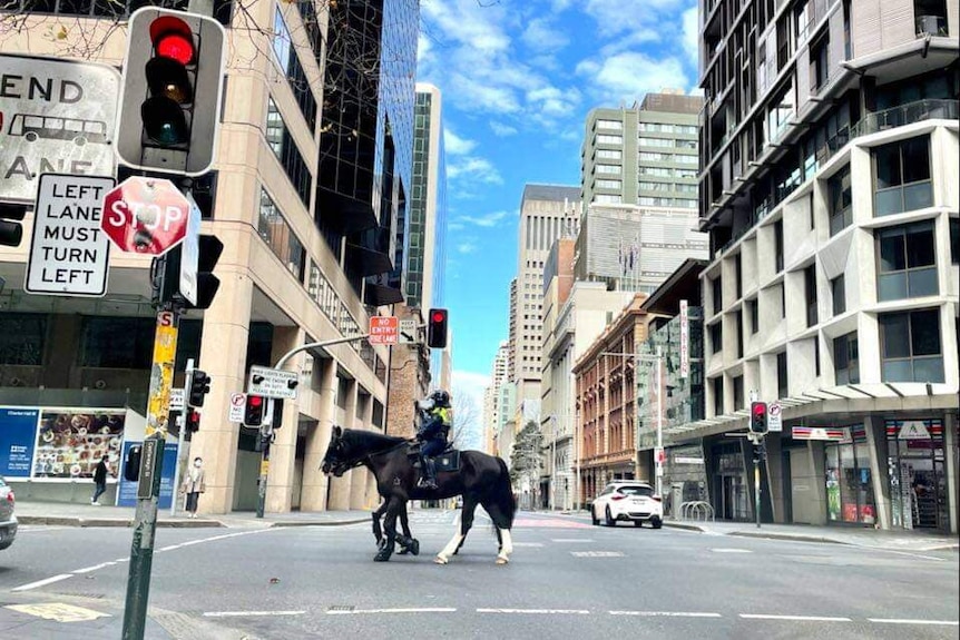 A horse walks through an empty street in the city 