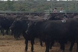 Livestock in northern New South Wales