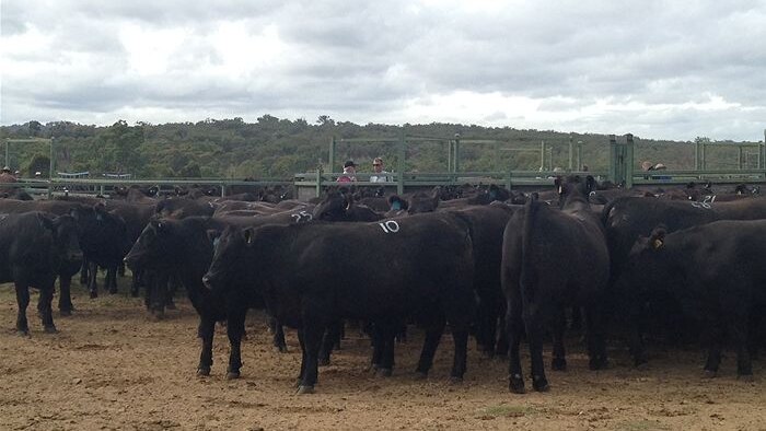 Livestock in northern New South Wales