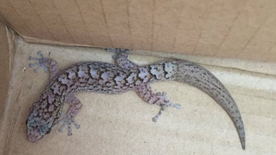 Suspected marbled gecko found in a container.
