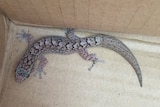 Suspected marbled gecko found in a container.