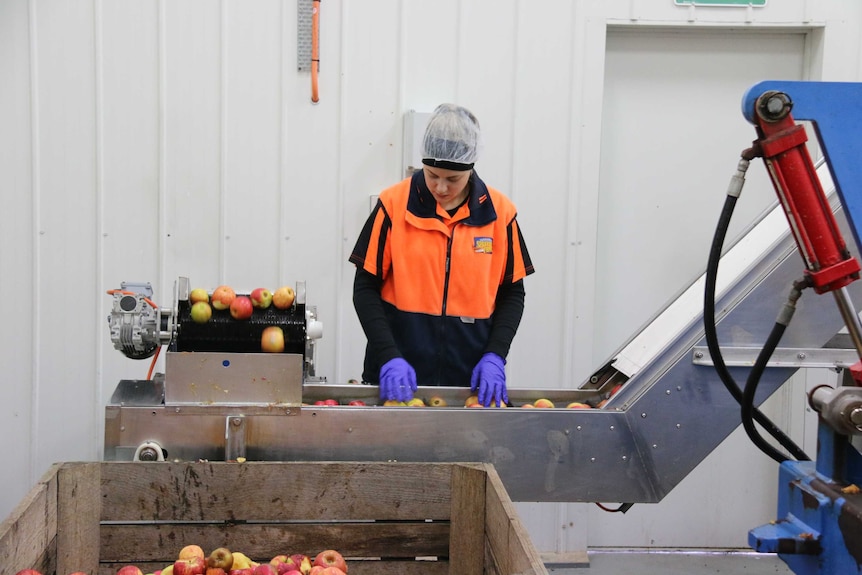 A woman wearing a hair net picks apples form a conveyer belt.