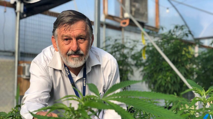 Man with grey hair stands behind a medicinal cannabis crop in Bundaberg