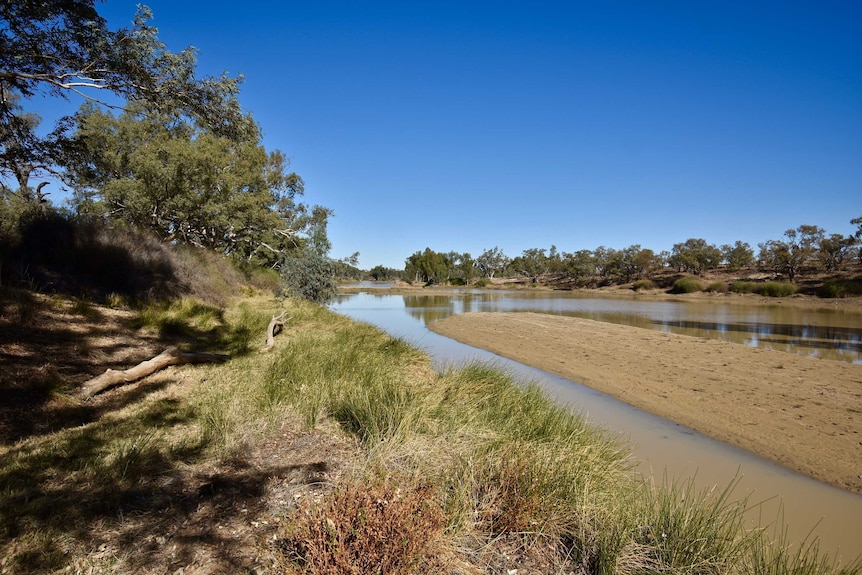 A water system runs through the bush.  There is green grass along its banks