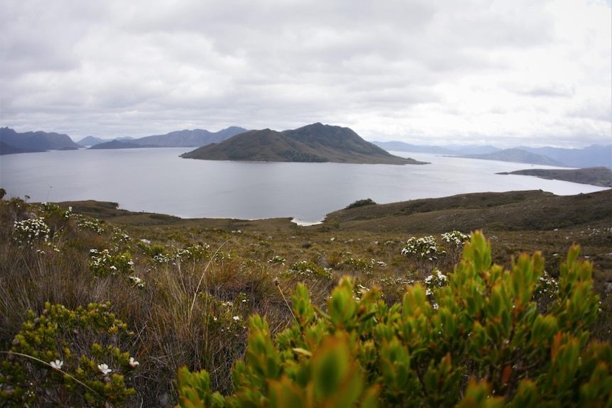 A body of water with an island in the centre and plants in the foreground.