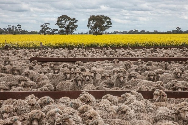 Sheep stand behind a fence with canola in the background.