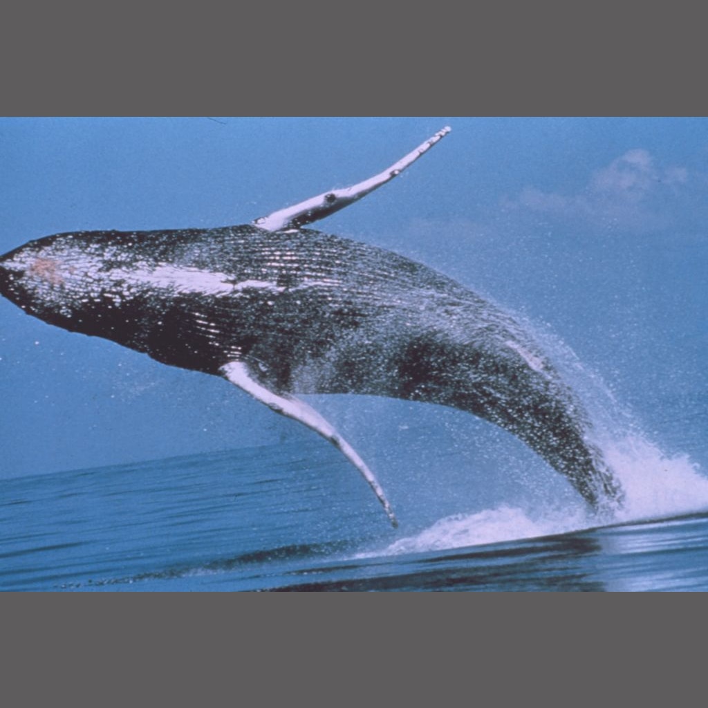 Southern humpbacks in genetic strife