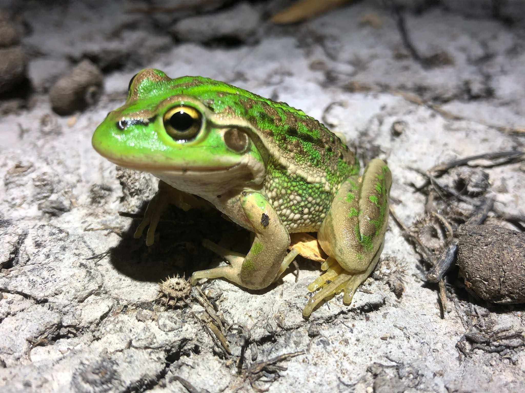 southern bell frog