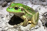 A green-coloured southern bell frog near the Murrumbidgee River