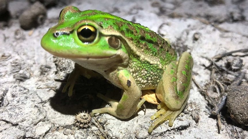 A close up of a green frog on dried out land.