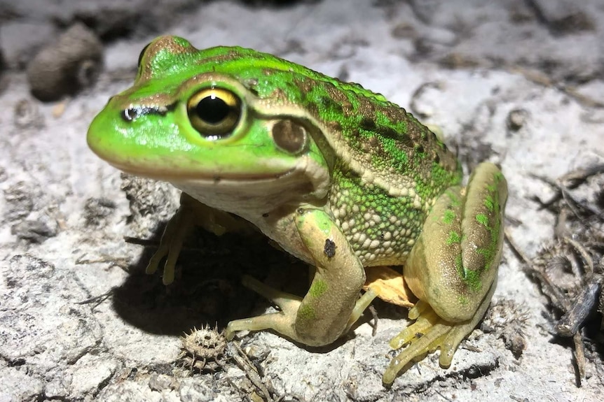 A green-coloured southern bell frog near the Murrumbidgee River