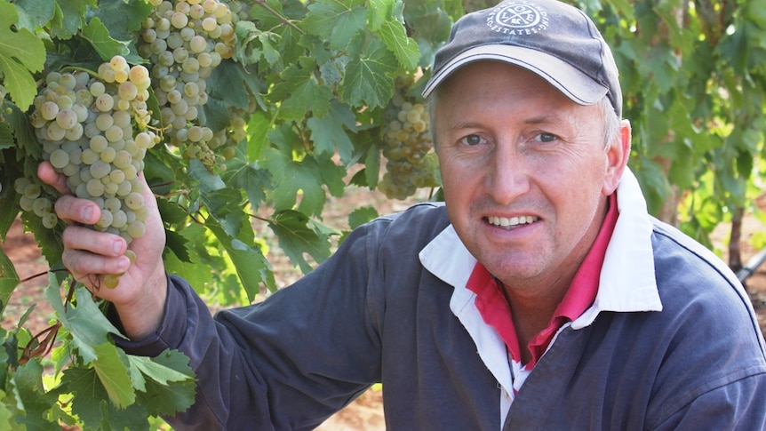A farmer in a vinyard holding a bunch of white winegrapes.