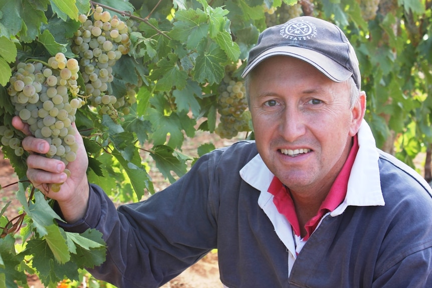 A farmer in a vinyard holding a bunch of white winegrapes.