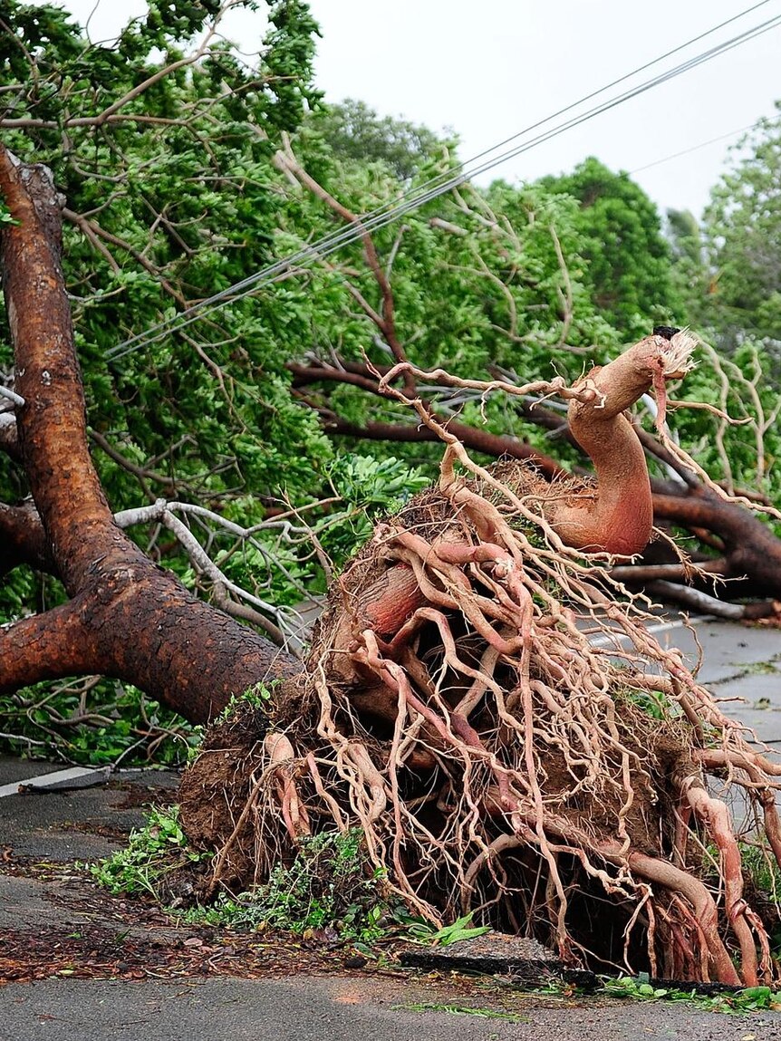 Fallen trees after Cyclone Yasi hit Townsville on February 3, 2011.