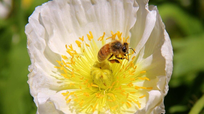 A bee hovers over a flower.