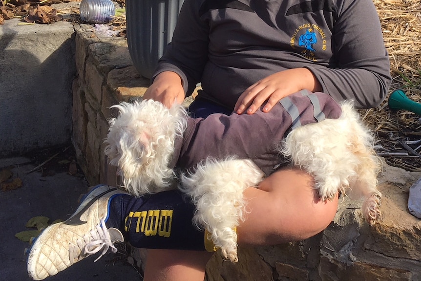 A white, fluffy dog wearing a grey jacket lies on a man's lap.