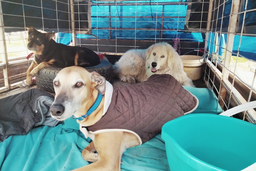 Three dogs sit in the back of a ute