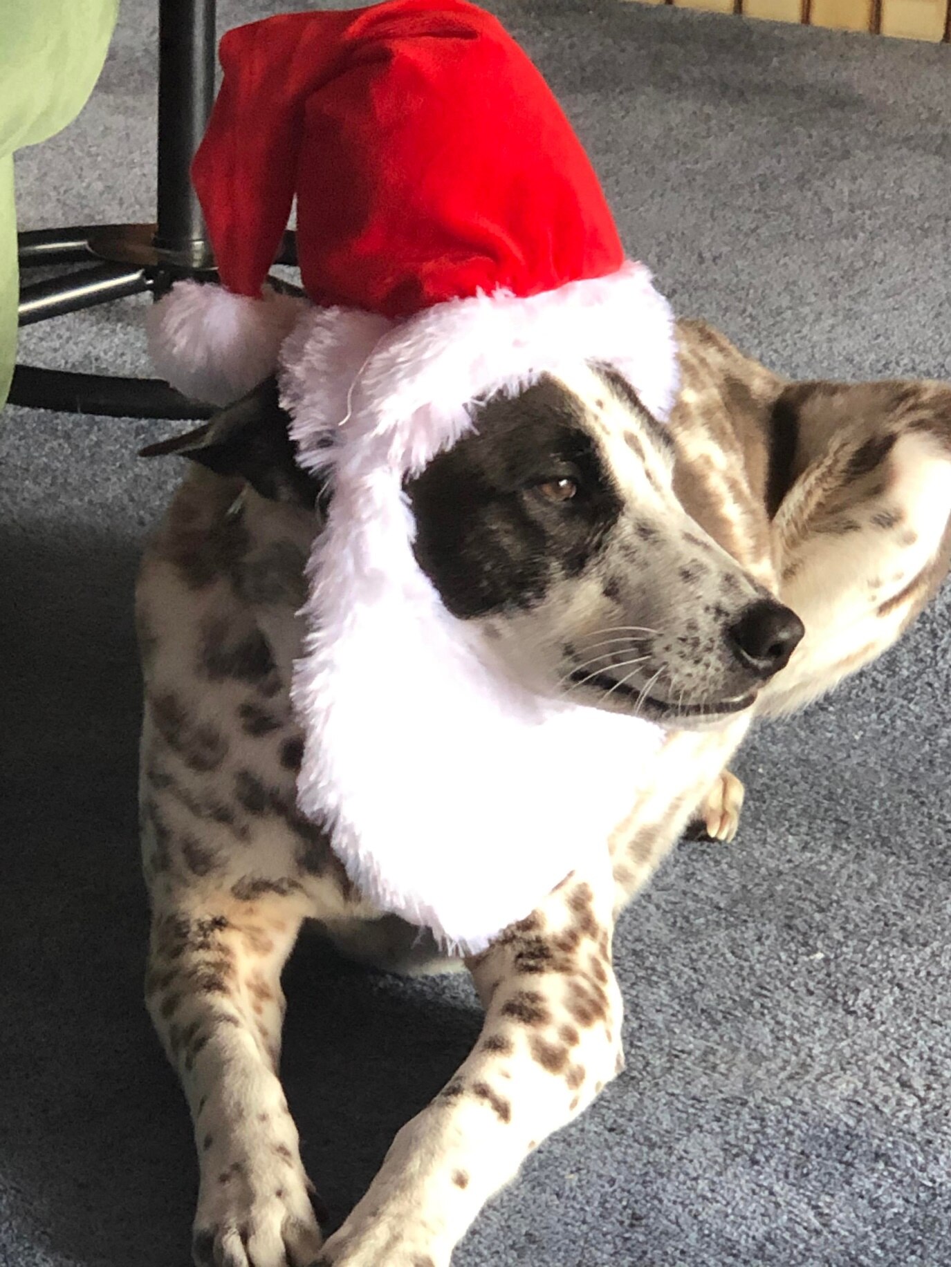A medium sized black and white dog wearing a christmas hat 