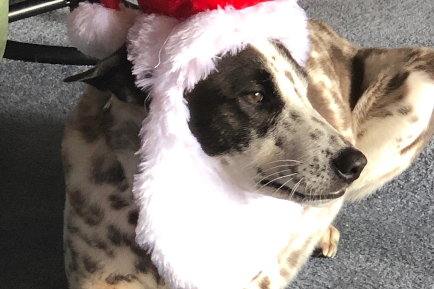 A medium sized black and white dog wearing a christmas hat 