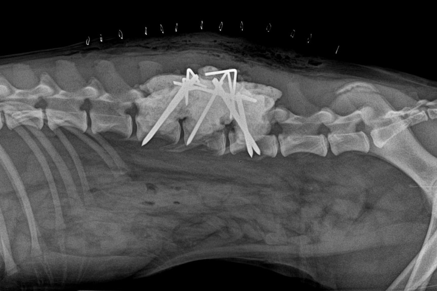 An x-ray of a dog's broken spine